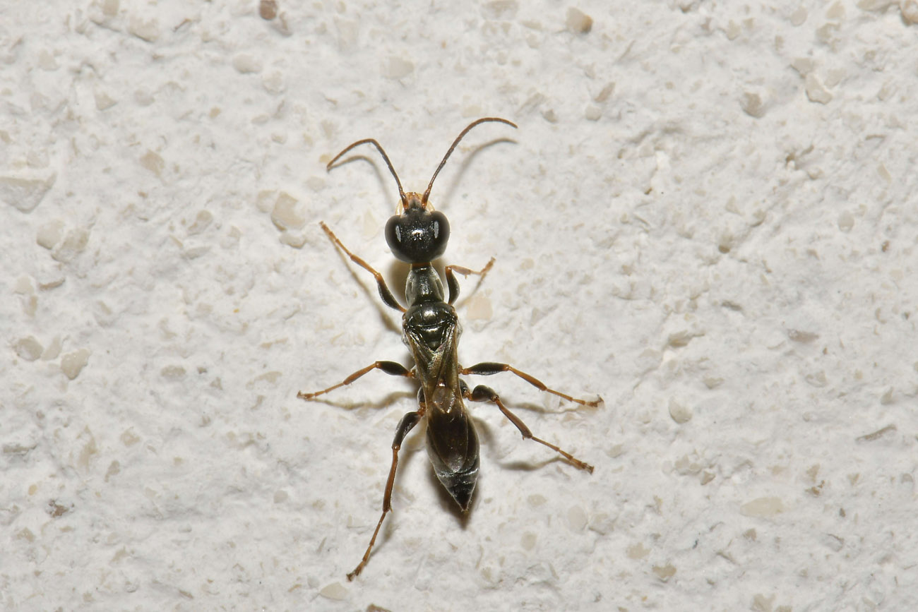 Cacciatore di Blatte. Ampulicidae; Ampulex fasciata